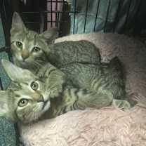 Thumbnail photo of Chip and Dale #2