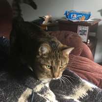 Thumbnail photo of Simon #2