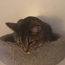Thumbnail photo of Simon #3