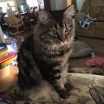 Thumbnail photo of Simon #4