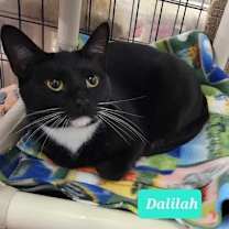 Thumbnail photo of Dalilah #1