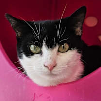 Thumbnail photo of Susie 4792C #1