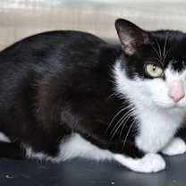 Thumbnail photo of Susie 4792C #2