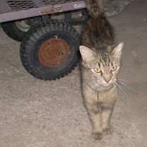 Thumbnail photo of JUNIPER #1