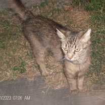 Thumbnail photo of JUNIPER #4