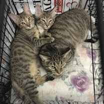 Thumbnail photo of Peaches #1