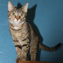 Thumbnail photo of Sassy #1