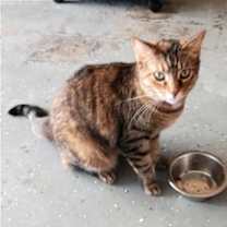 Thumbnail photo of Sassy #2