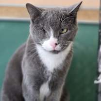 Thumbnail photo of Bella #1