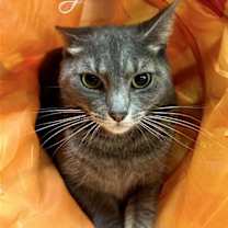 Thumbnail photo of CAROLINA #3