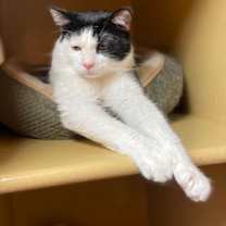 Thumbnail photo of Bowie #2