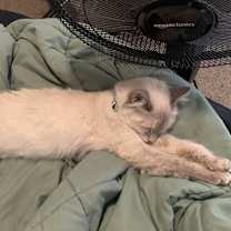 Thumbnail photo of Nova #4