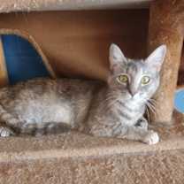 Thumbnail photo of Hazel #3