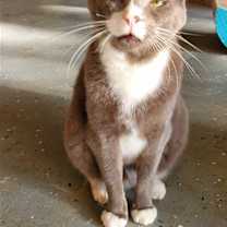 Thumbnail photo of Bella #3