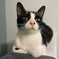 Thumbnail photo of Junie #1