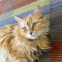 Thumbnail photo of Sophie Sunshine [Permanent Foster] #1