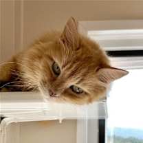 Thumbnail photo of Sophie Sunshine [Permanent Foster] #2