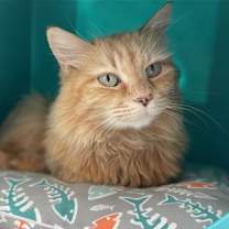 Thumbnail photo of Sophie Sunshine [Permanent Foster] #3