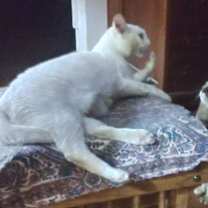 Thumbnail photo of Isabell #2