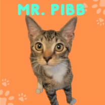 Thumbnail photo of Mr. Pibb #2
