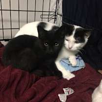 Thumbnail photo of Alexis bonded with Jackie #1