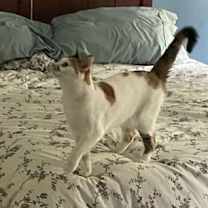 Thumbnail photo of Luna #1