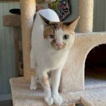 Thumbnail photo of Luna #3