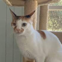 Thumbnail photo of Luna #4