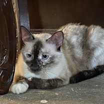 Thumbnail photo of Maddie #2