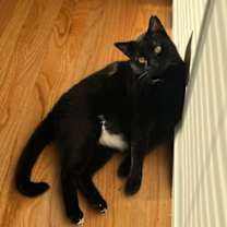 Thumbnail photo of bj ( bagheera) #4