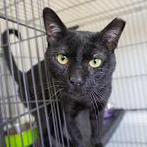 Thumbnail photo of Watson #3