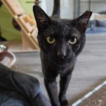 Thumbnail photo of Watson #2