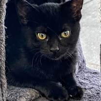 Thumbnail photo of C240 Litter Tiana #1