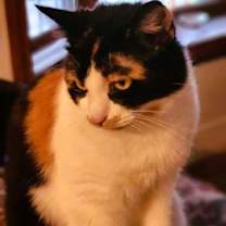 Thumbnail photo of Callie #1