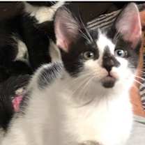 Thumbnail photo of Luxor Mirage #2