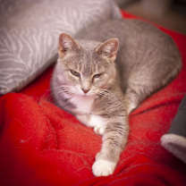 Thumbnail photo of Hailey #4