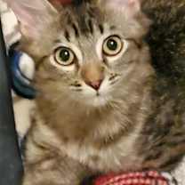 Thumbnail photo of Rainbow #3