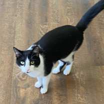 Thumbnail photo of pistol #1