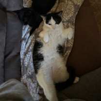 Thumbnail photo of Cherry #1