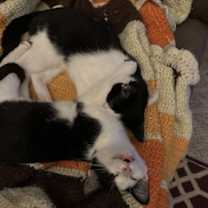 Thumbnail photo of Cherry #3
