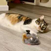 Thumbnail photo of Valencia #2