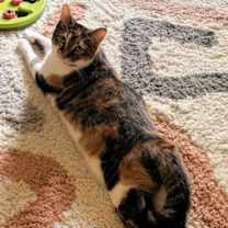 Thumbnail photo of Valencia #3