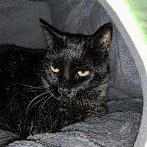 Thumbnail photo of Jack #3