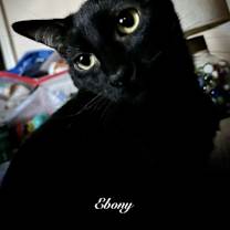 Thumbnail photo of Ebony #4