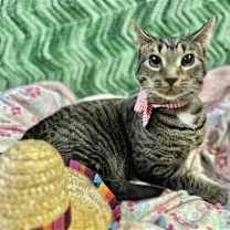 Thumbnail photo of Caju #1