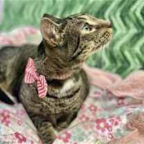 Thumbnail photo of Caju #2