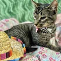 Thumbnail photo of Caju #3