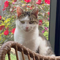 Thumbnail photo of Dippin Dots (Dottie) #1