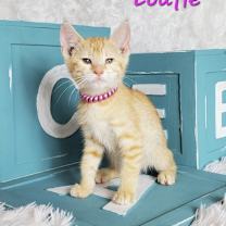 Thumbnail photo of Loafie #1