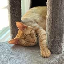 Thumbnail photo of Cheese Sandwich #3